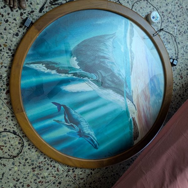 Whale!